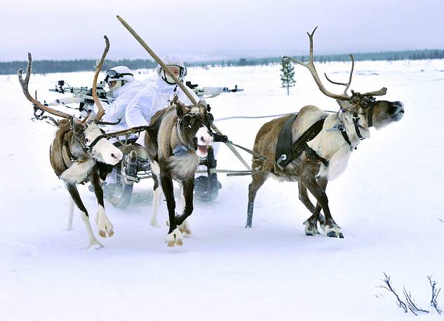 The deer on the teachings of the Arctic brigade