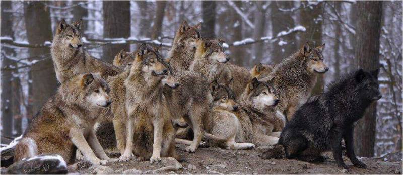 And you say wolves, PIM leaky...
