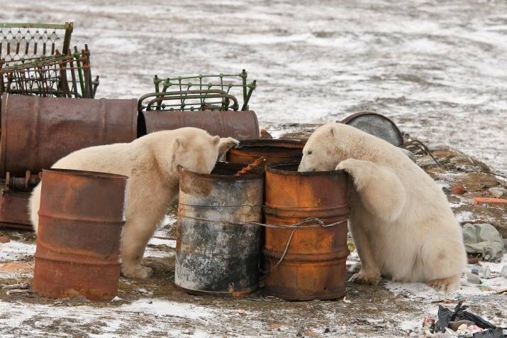 MEAUX de la fédération de RUSSIE continuera écologique de nettoyage Артики