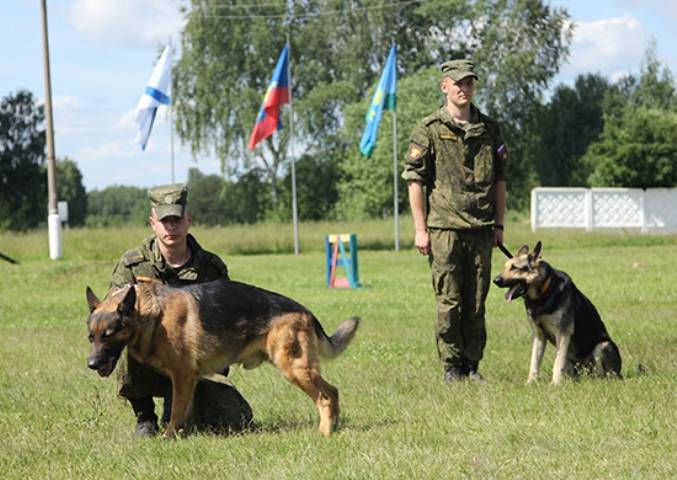 Försvarsdepartementet har skapat en hund utbildning