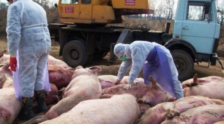 Donezk Verbuet vun der Einfuhr an d ' Republik vun de ani Schweinefleisch