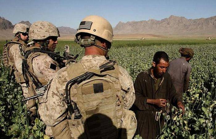 Opium poppy crops in Afghanistan rose to record levels