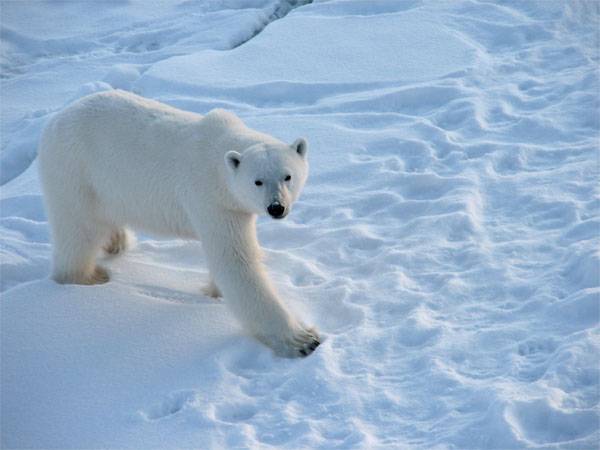English fans were warned of the danger from hungry bears in Russia