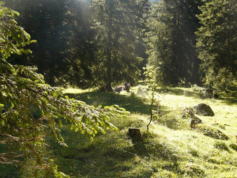 Treasures of the Russian forest