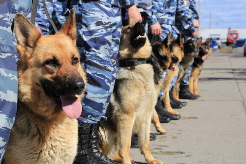 Den dag i avl. Som for det russiske politi havde sniffer hunde