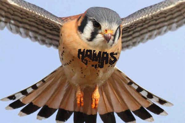 Le gouvernement d'Israël: le HAMAS attaque sur notre territoire avec l'aide des oiseaux