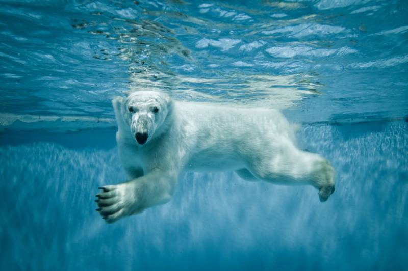 The Minister of natural resources spoke about the reaction to the UN at the request of the Russian Federation on the Arctic shelf