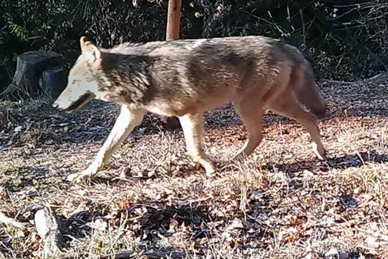 US military base in Germany has become the habitat of wolves