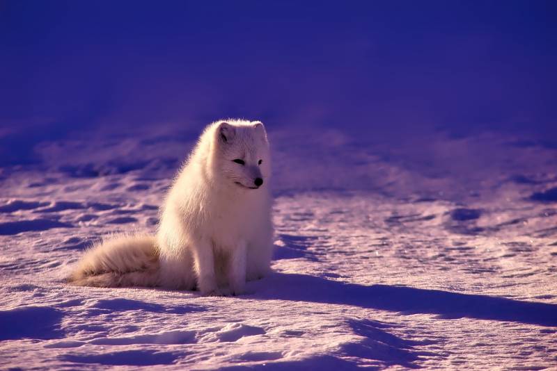 Russia will never give up voluntarily the Arctic. So I think in Denmark