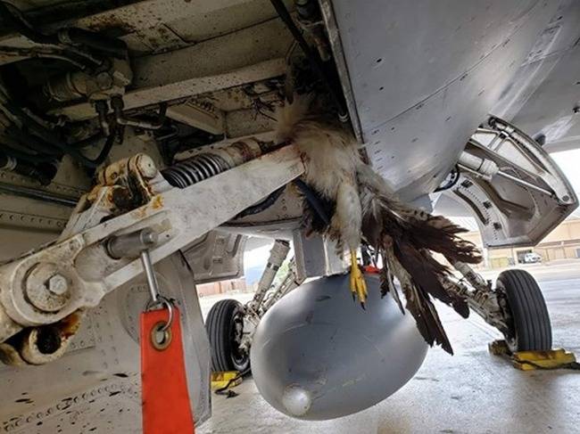 Les oiseaux sont gâtés américains F-35 et F-16