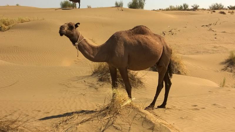 Frënn virun der Revolutioun. Wéi zu Washington plangt d ' Zukunft Turkmenistans