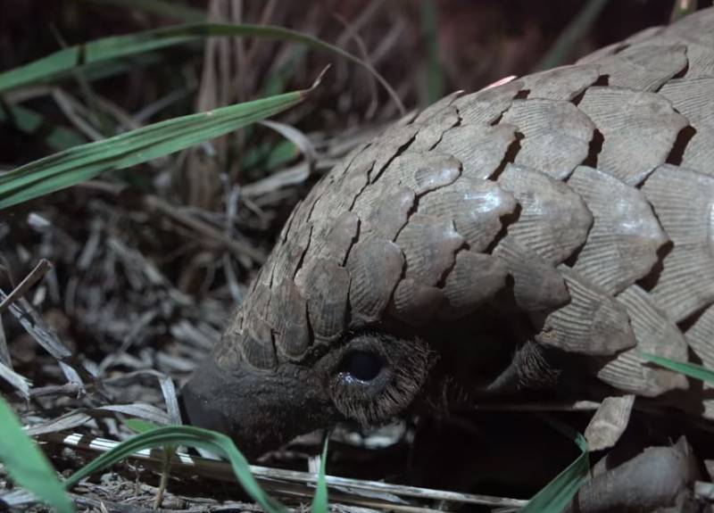Den Australesche Virolog huet Pangolin Déieren, 