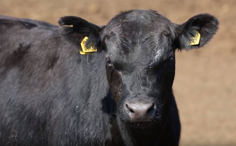 GVO, Pestizide, Wachstumshormone: Wéi mir selwer stoen Natur op de Kampf mat eis