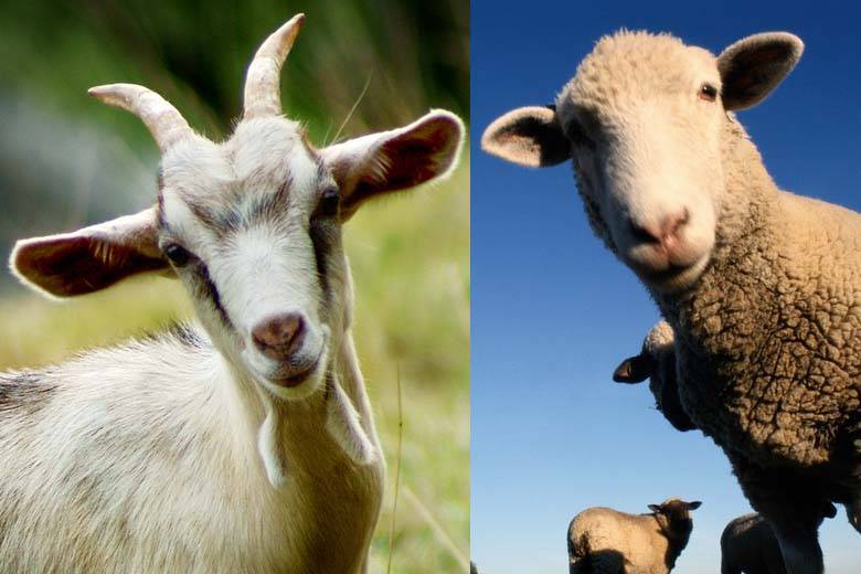As we continue to separate the sheep from the goats?