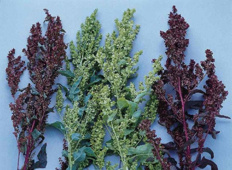 Græs quinoa i krig og fred