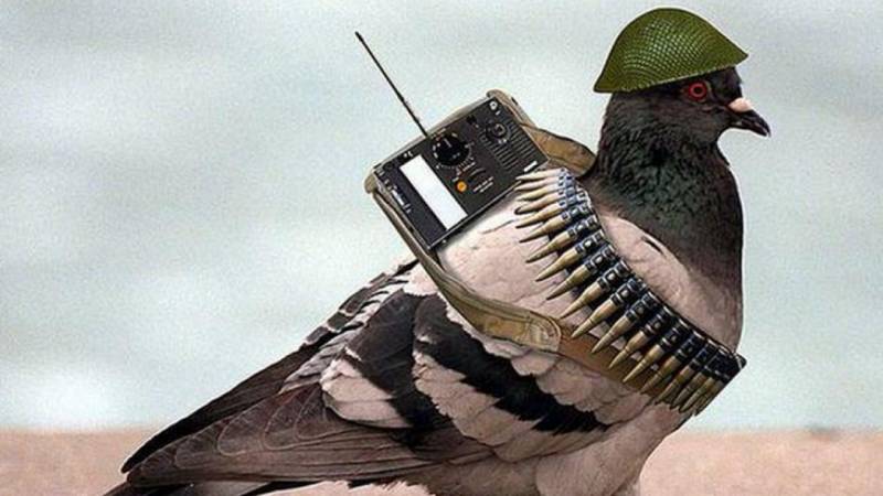 Vögel über Moskau. Tiere-Spione im Dienst der CIA